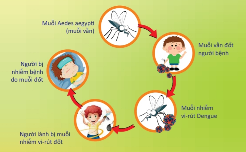 Sốt xuất huyết Dengue - Những điều cần biết về bệnh nguy hiểm này và cách phòng tránh hiệu quả Sốt xuất huyết Dengue